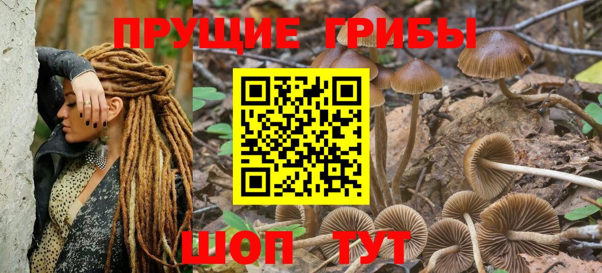 Псилоцибиновые грибы Psilocybe  Вход с VPN  Джанкой  Псилоцибиновые грибы прущие грибы 